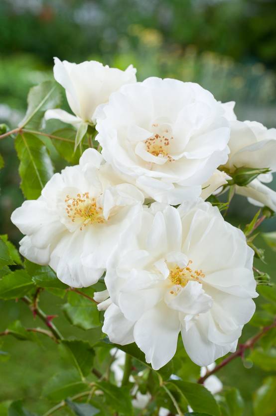 Rosier tige Décorosiers® 'Opalia'®