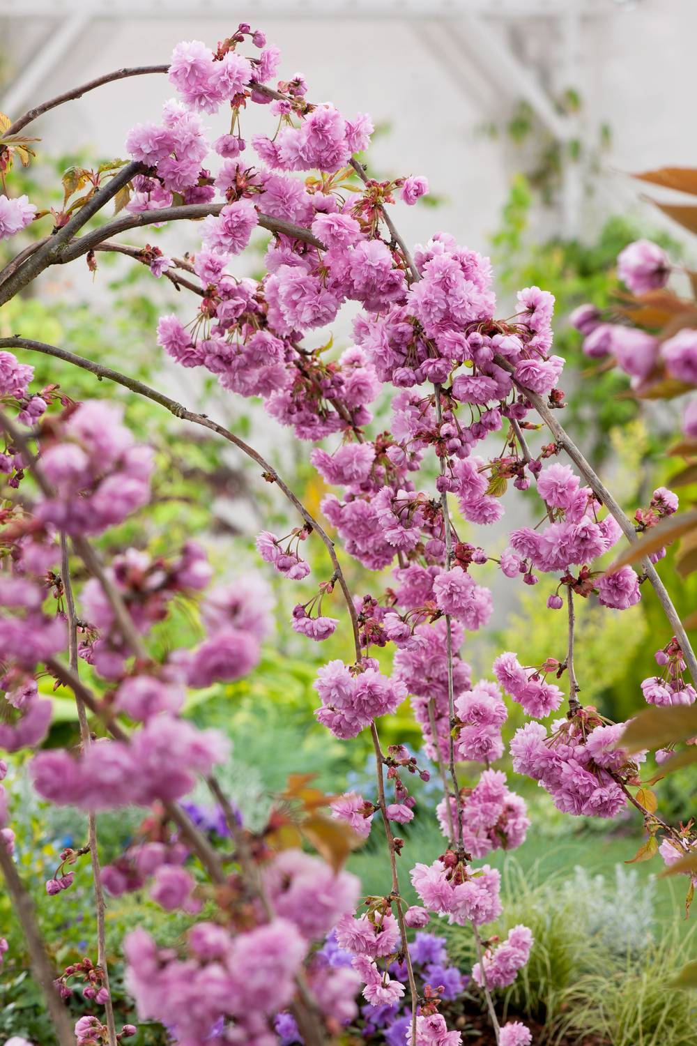 Prunus 'Kiku-Shidare-Zakura' - Cerisier pleureur du Japon