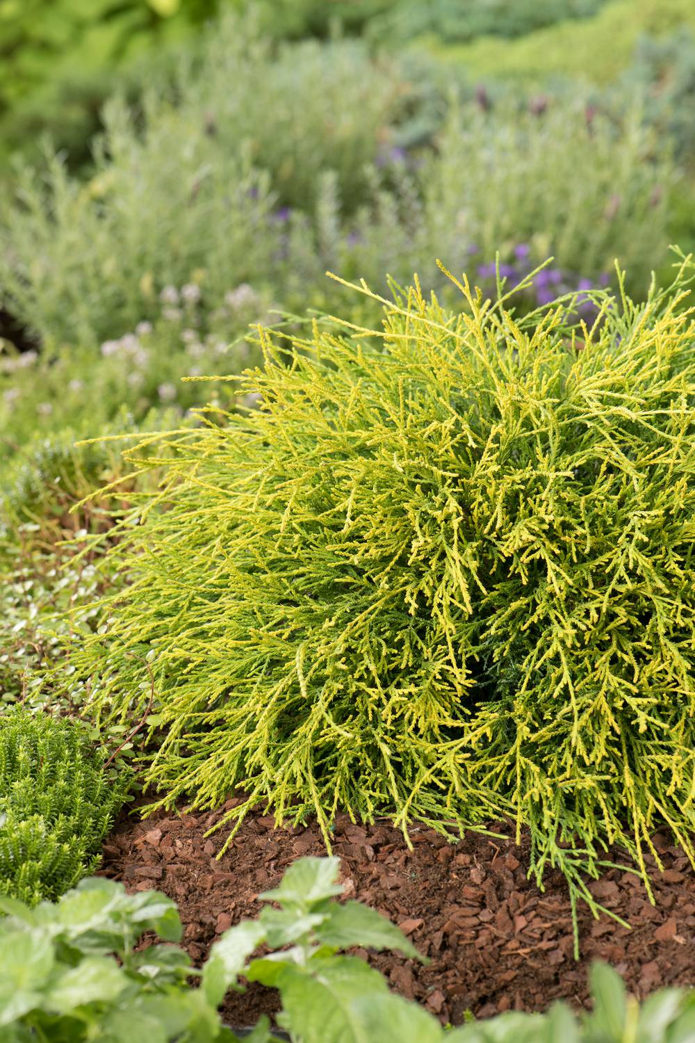 Chamaecyparis pisifera 'Sungold' - Cyprès porte-pois