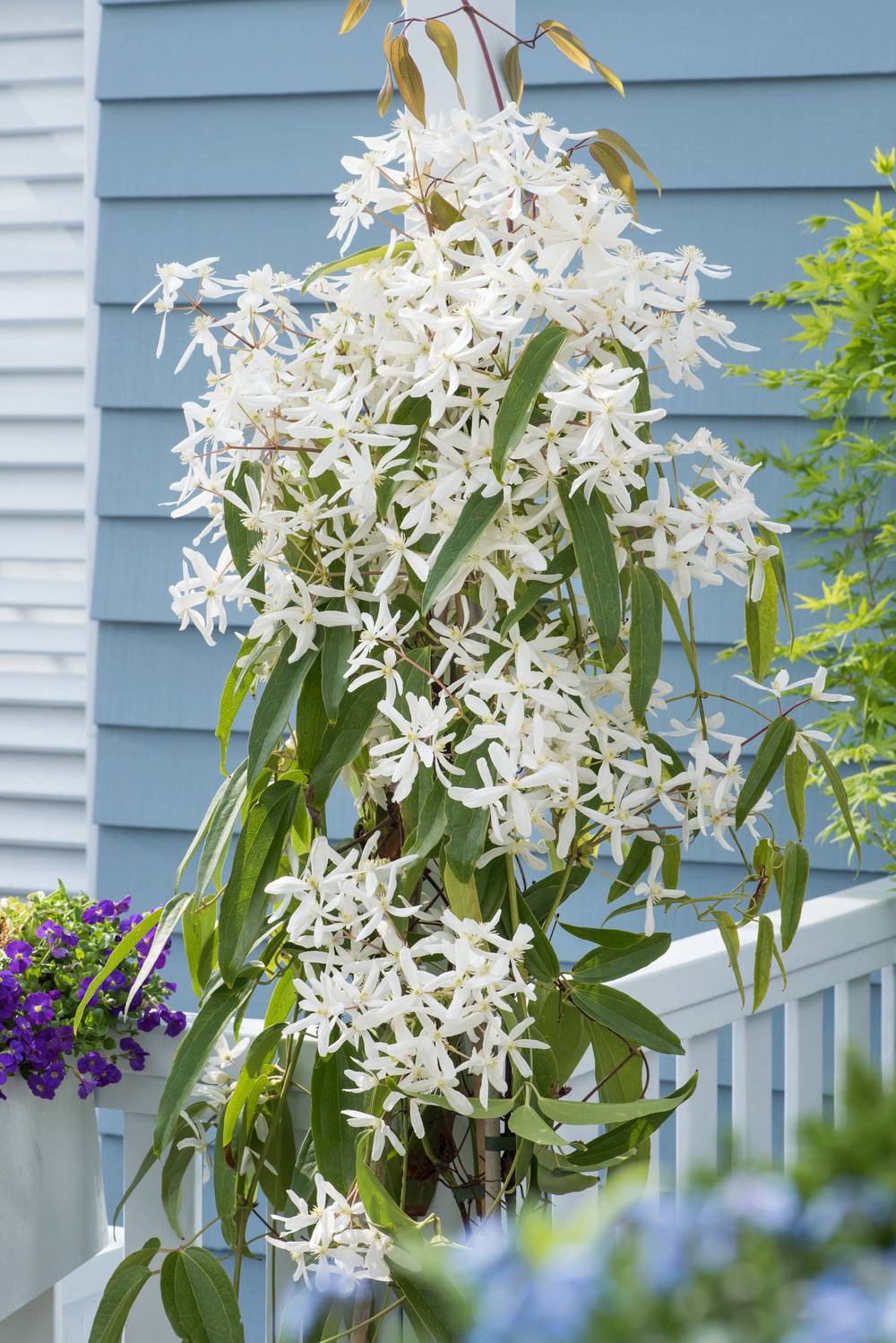 Clématite armandii 'Snowdrift' - Clematis