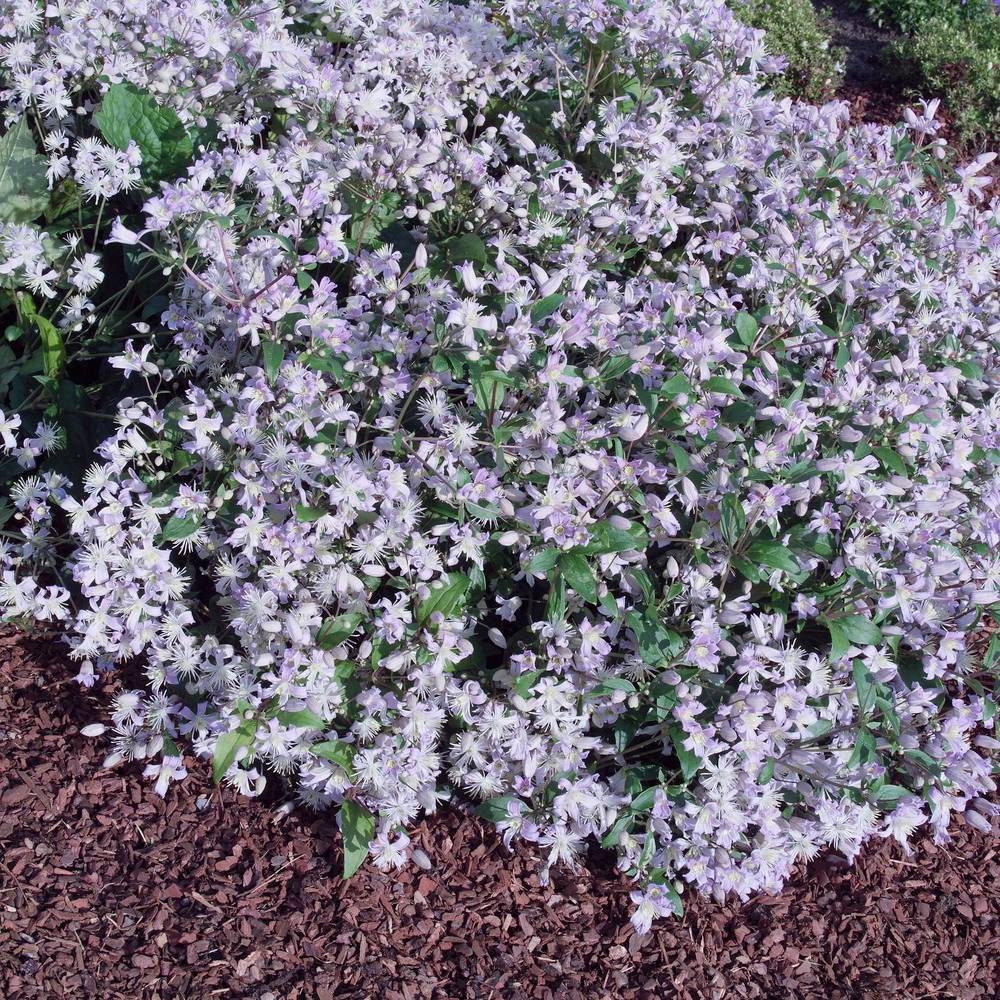 Clématite 'Mrs Robert Brydon' - Clematis