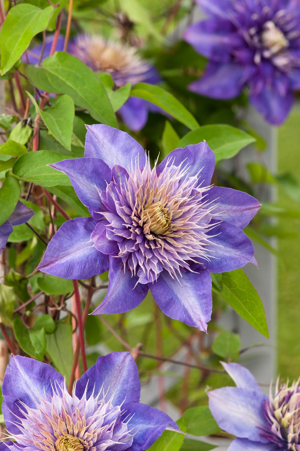 Clématite 'Multi Blue' - Clematis