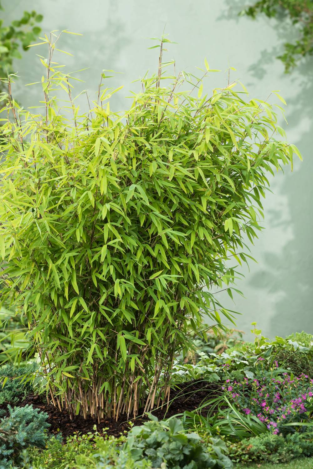 Fargesia nitida 'Volcano' - Bambou non traant - Pot de 12 litres -  Jardiland