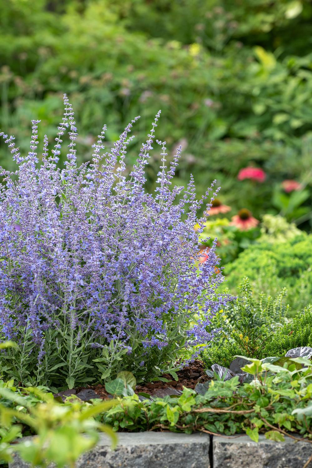 Perovskia atriplicifolia 'Blue Steel' - Sauge de Russie