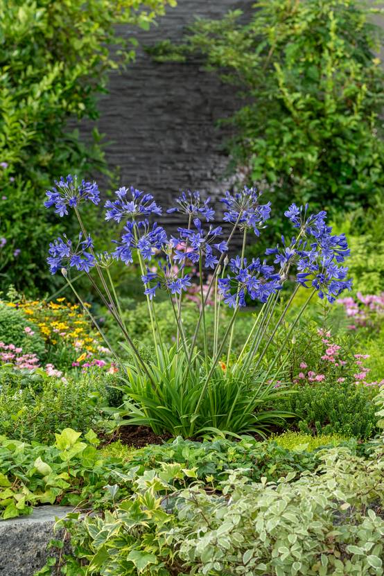 Agapanthus 'Lola' - Agapanthe