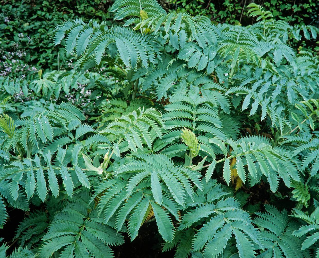 Melianthus major - Grande mélianthe