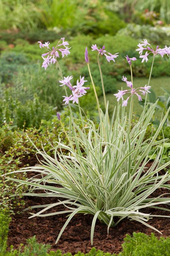Tulbaghia violacea 'Alba'