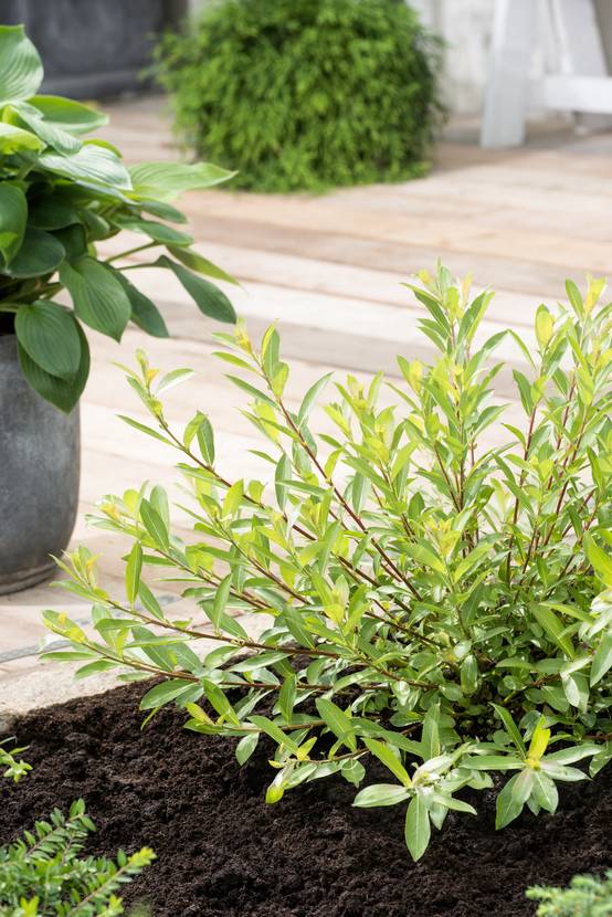 Salix gracilistyla 'Mount Aso' - Saule gracile
