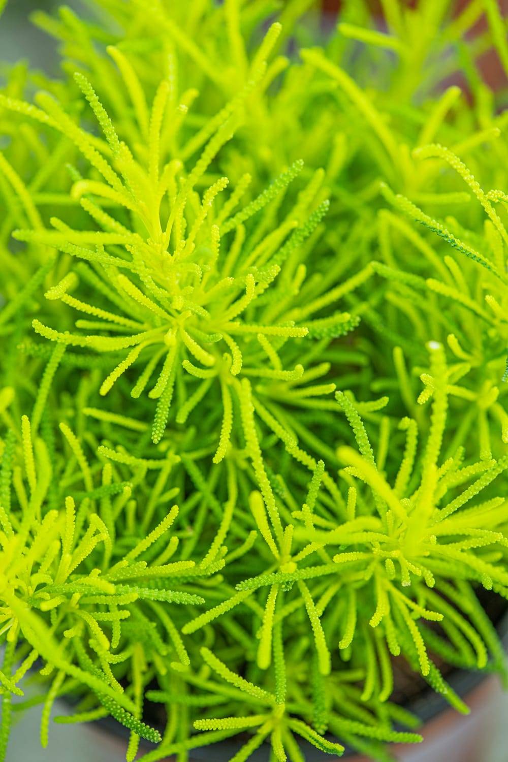 Santoline 'Lemon Fizz'