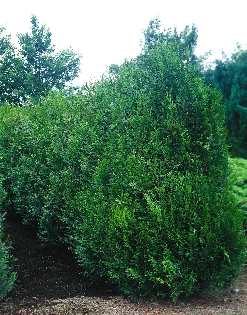 Thuja plicata 'Atrovirens' - Thuya