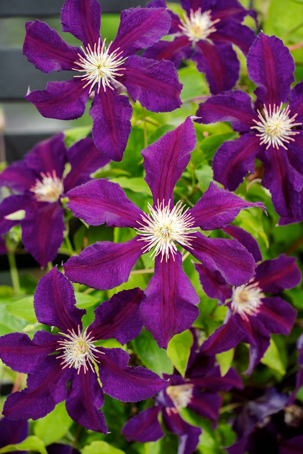 Clématite 'Vostok' - Clematis