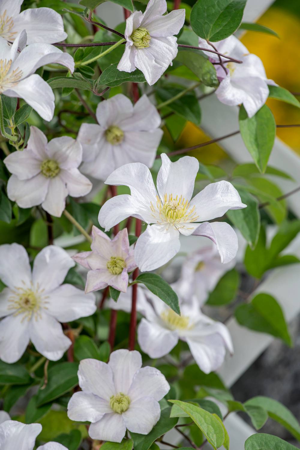 Clématite 'Huldine' - Clematis