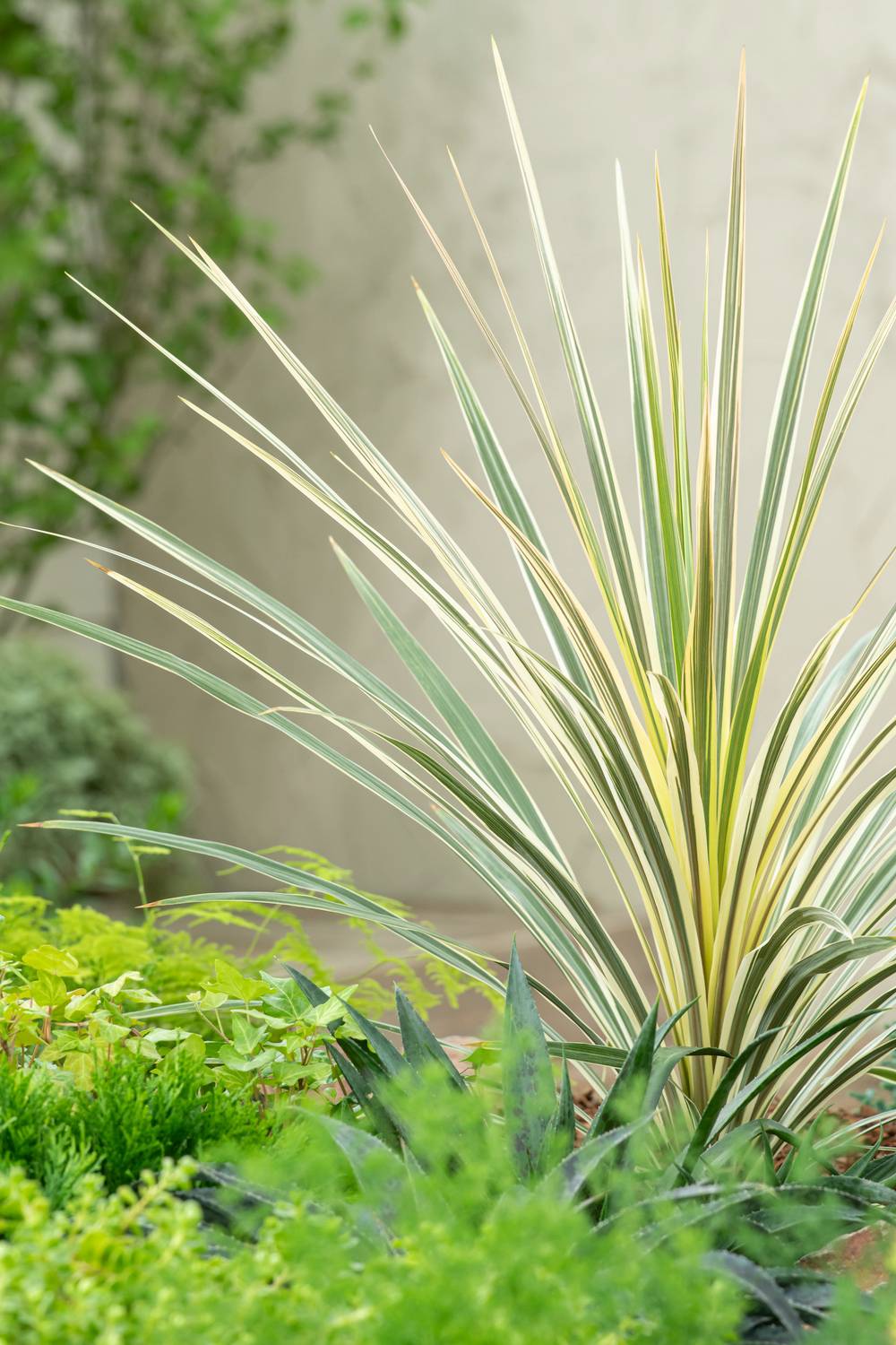 Cordyline 'Torbay Dazzler'