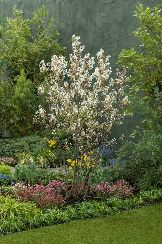 Amelanchier canadensis