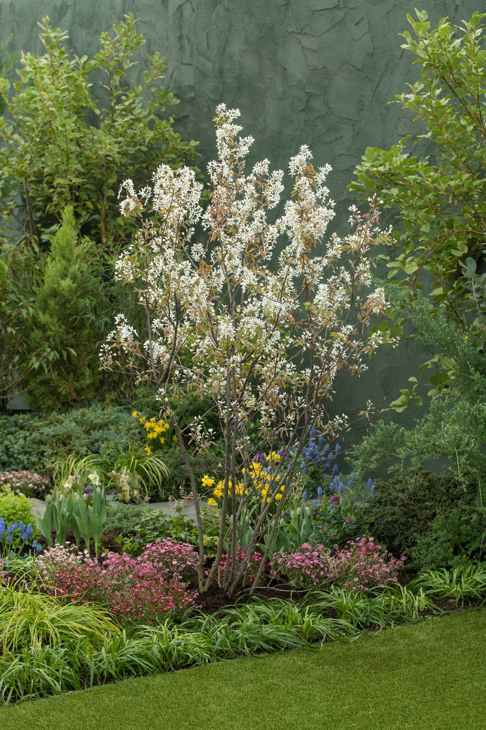 Amelanchier canadensis