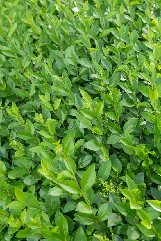 Ligustrum ovalifolium - Troène de Californie