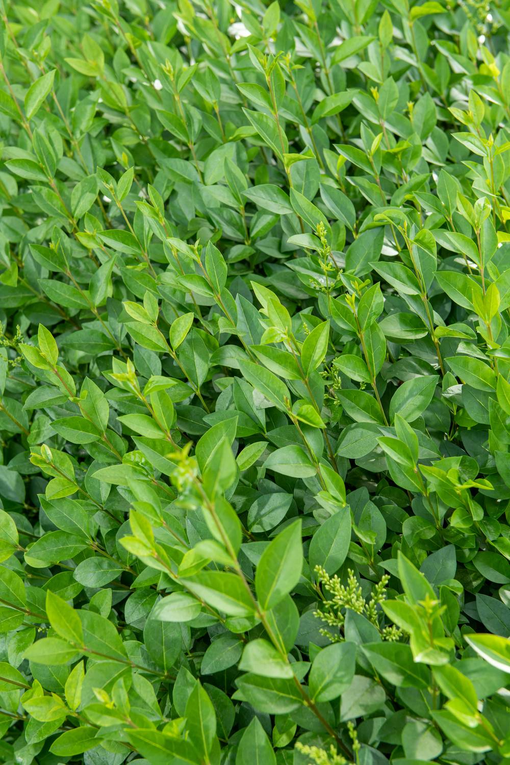 LIGUSTRUM ovalifolium 125/150 C15L - Pot de 15 litres - Jardiland