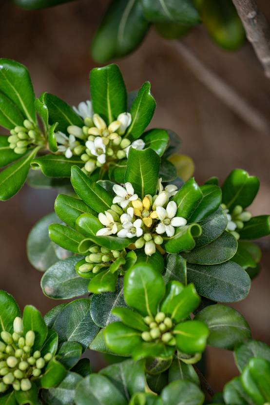 Pittosporum tobira odorant