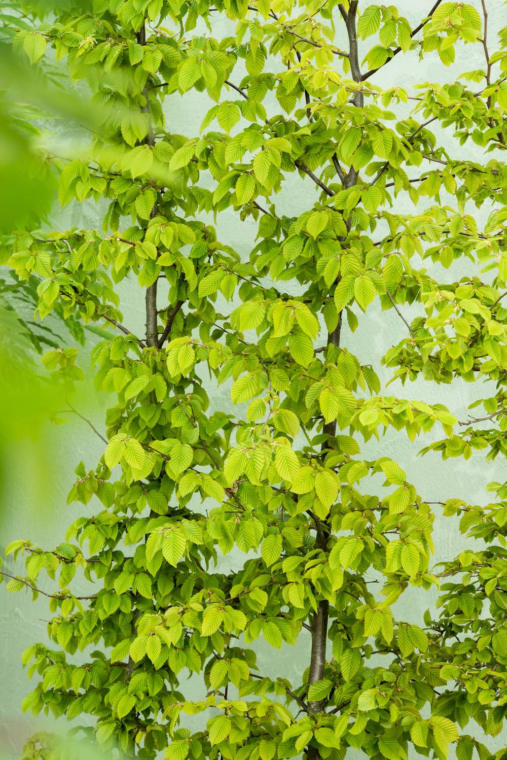 Carpinus betulus - Charme commun