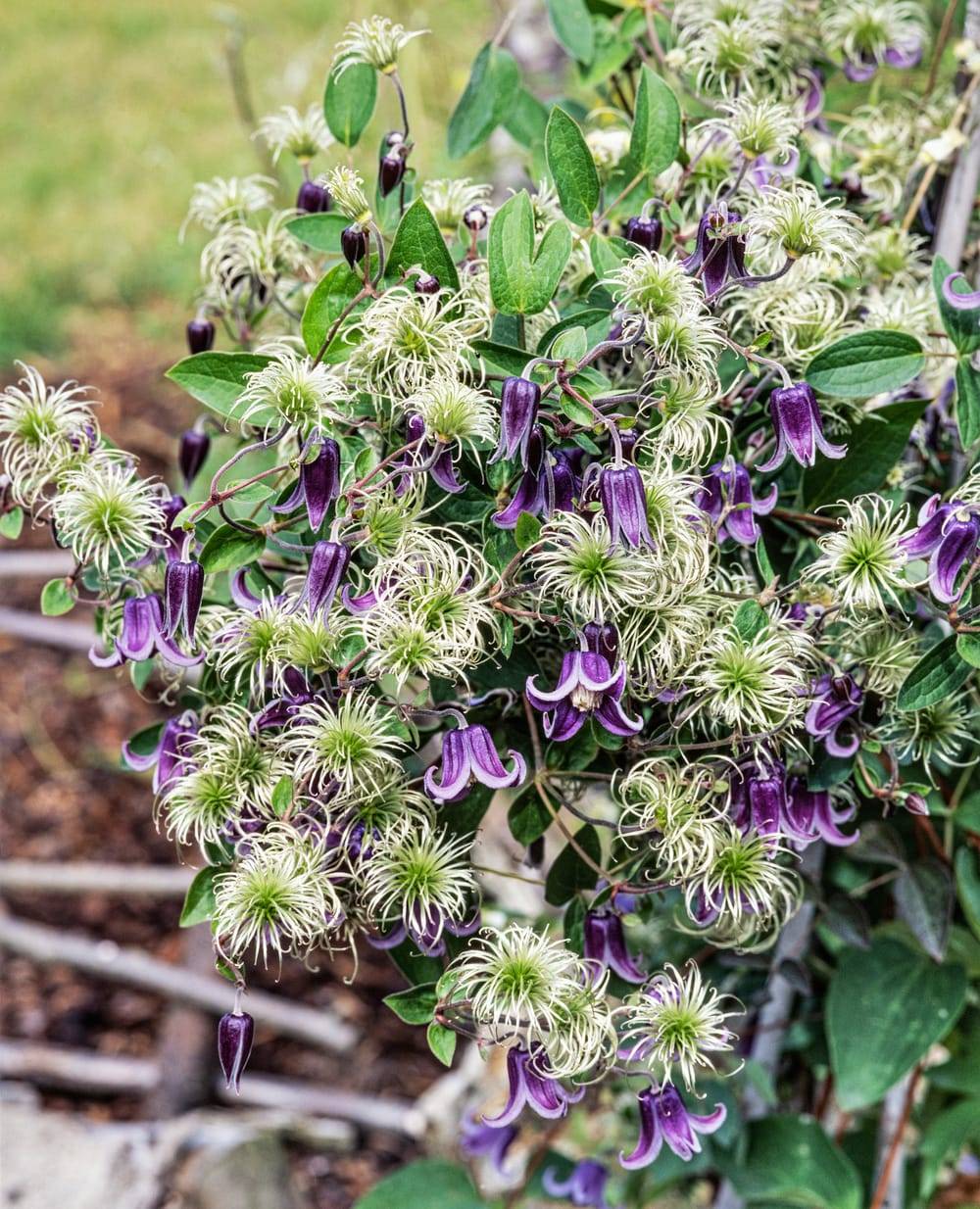 Clématite 'Fascination' - Clematis