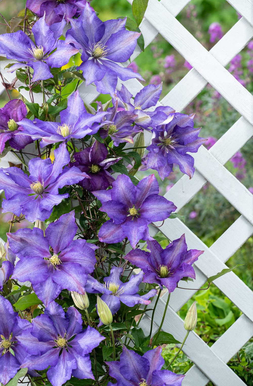 Clématite 'Daniel Deronda' - Clematis