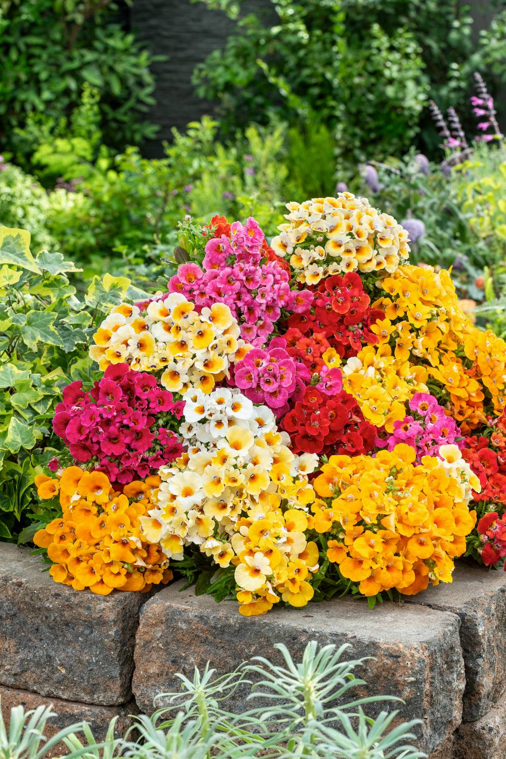 Nemesia Sunsatia® assorti