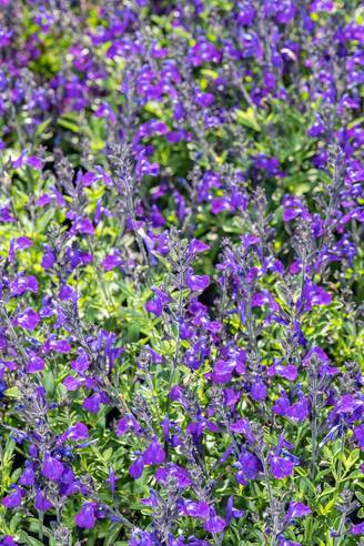 Salvia greggii 'Mirage Blue' - Sauge arbustive