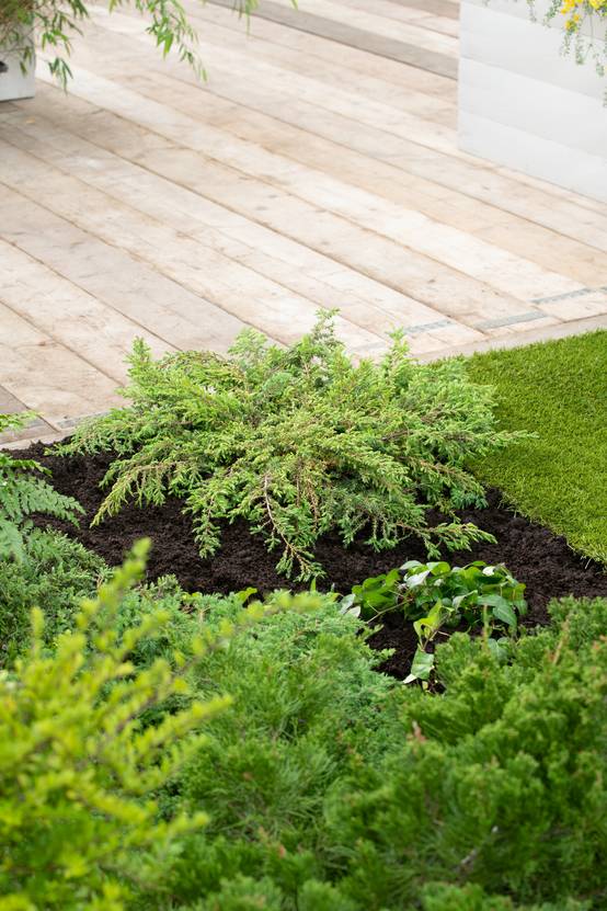Juniperus communis 'Green Carpet' - Genévrier commun