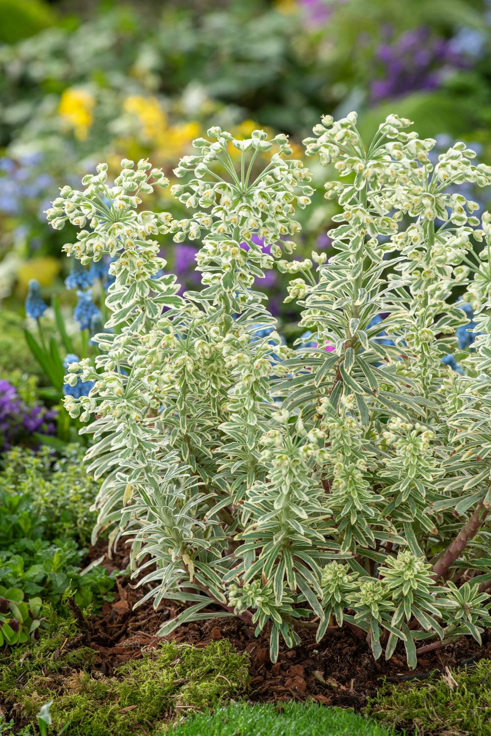 EUPHORBIA characias 'Silver Swan' en pot de 3 litres