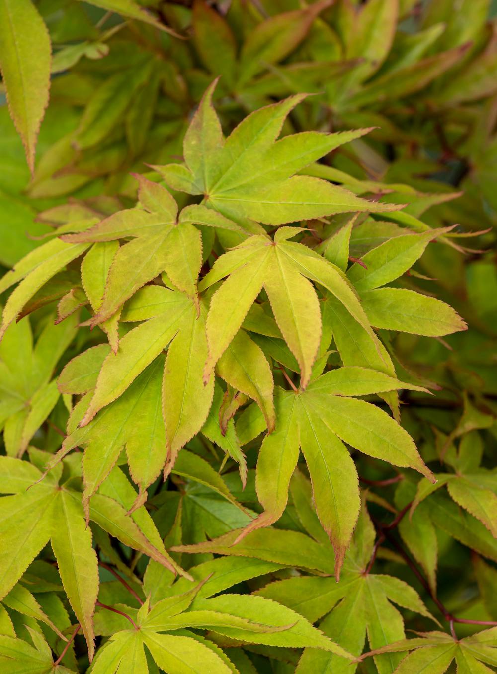 Acer palmatum 'Osakazuki' - ECLOZ - Érable du Japon