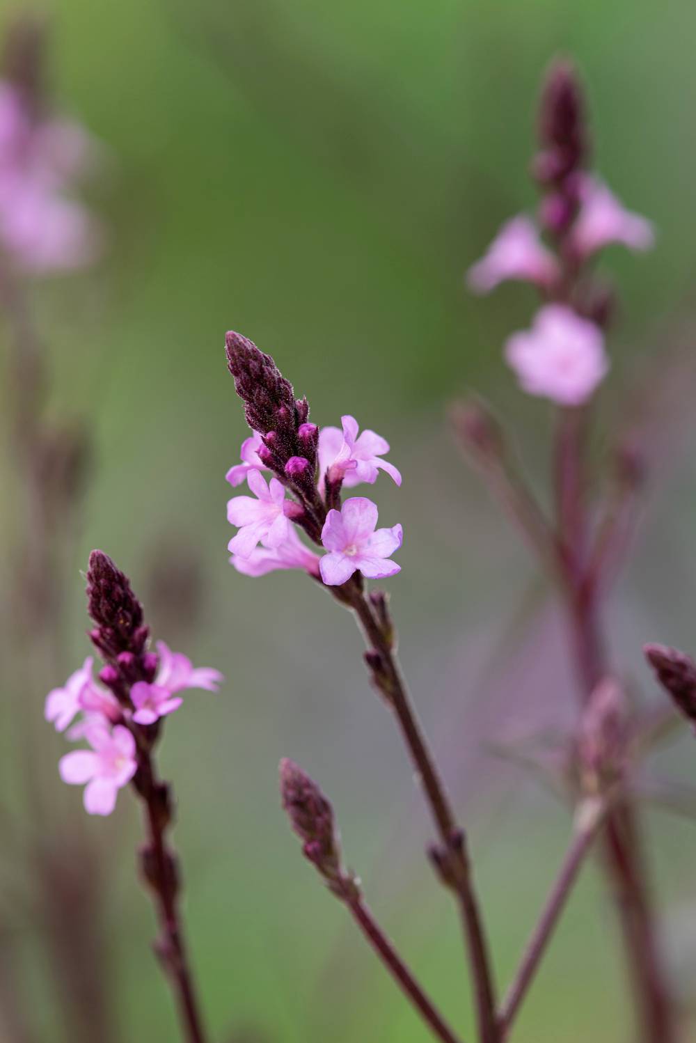 Verbena rigida - Verveine