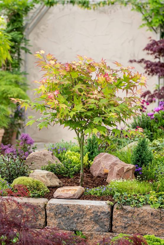 Acer palmatum 'Ueno-Yama' - Érable du Japon