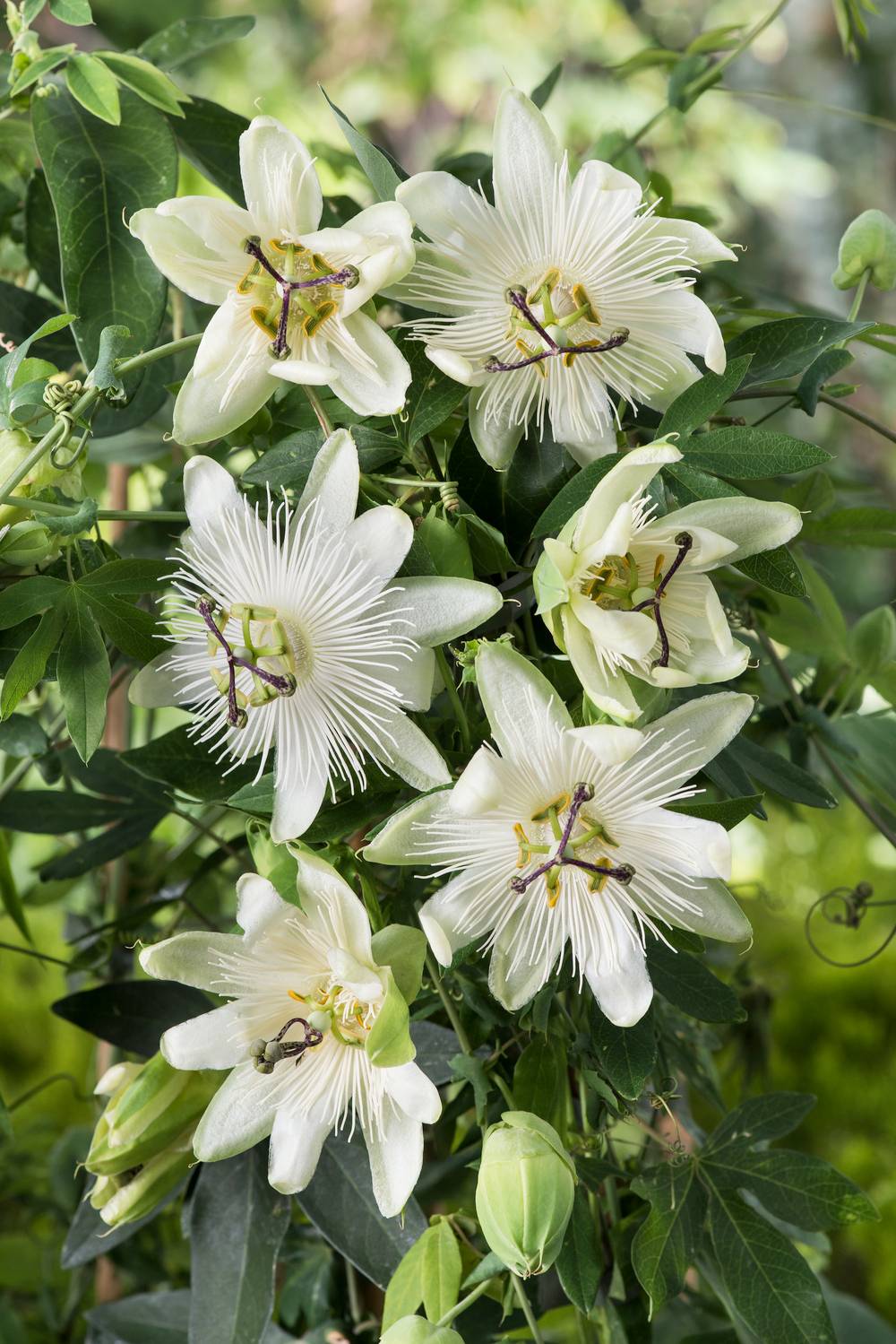 Passiflora 'Snow Queen' - Passiflore