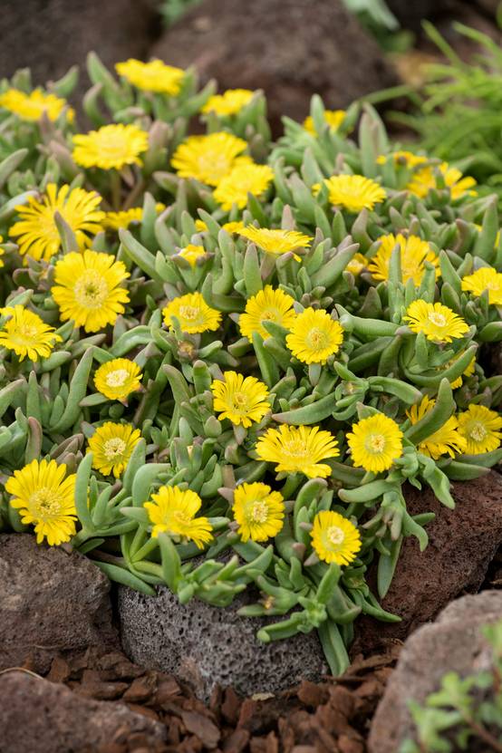 Ecloz - Delosperma WOW 'Golden Wonder' - Théma: les écol'eau - ECLOZ - Pourpier de Cooper (Ficoïde)