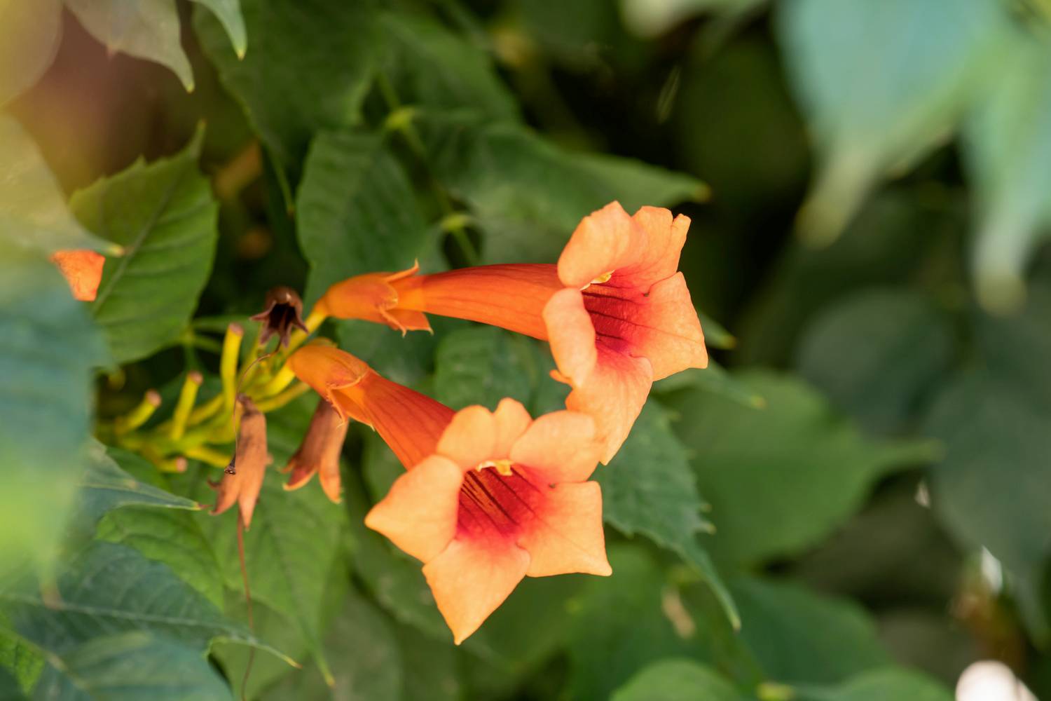 Campsis radicans 'Atropurpurea'- Bignogne