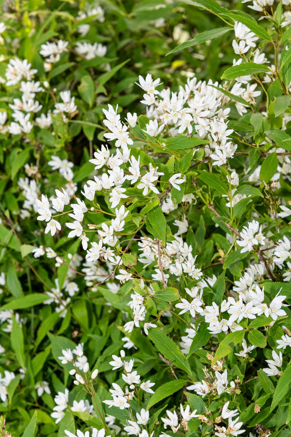 Deutzia gracilis 'Nikko'