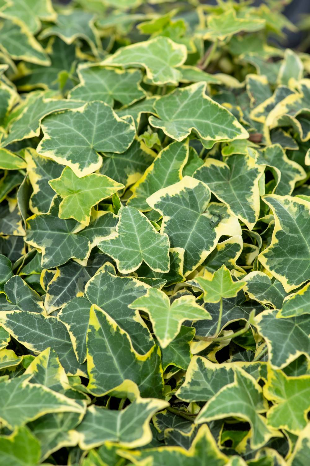 Hedera helix 'Goldchild' - Lierre