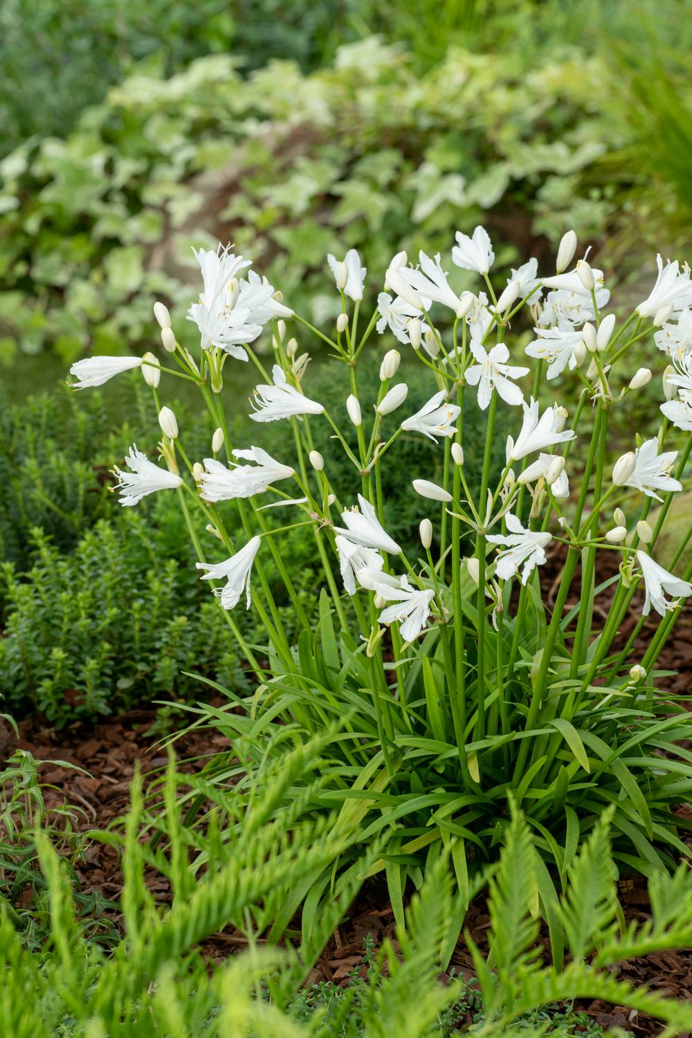 Agapanthus 'Kilmurry White' - Agapanthe
