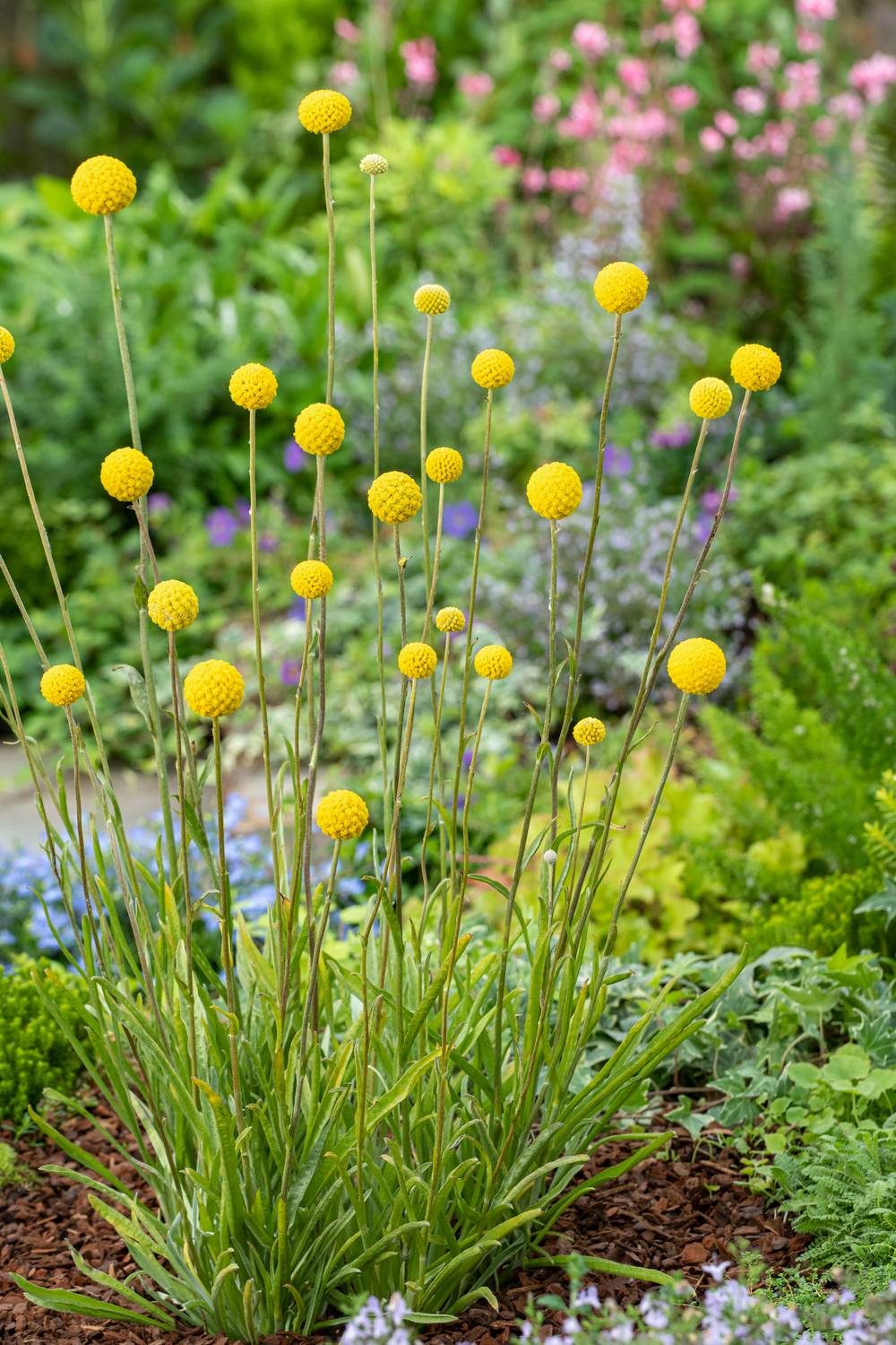 Craspedia globosa 'Golf Beauty'Théma: les bouquets - Baguette de tambour