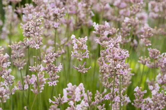 Lavandula angustifolia 'Rosea' - Lavande rose