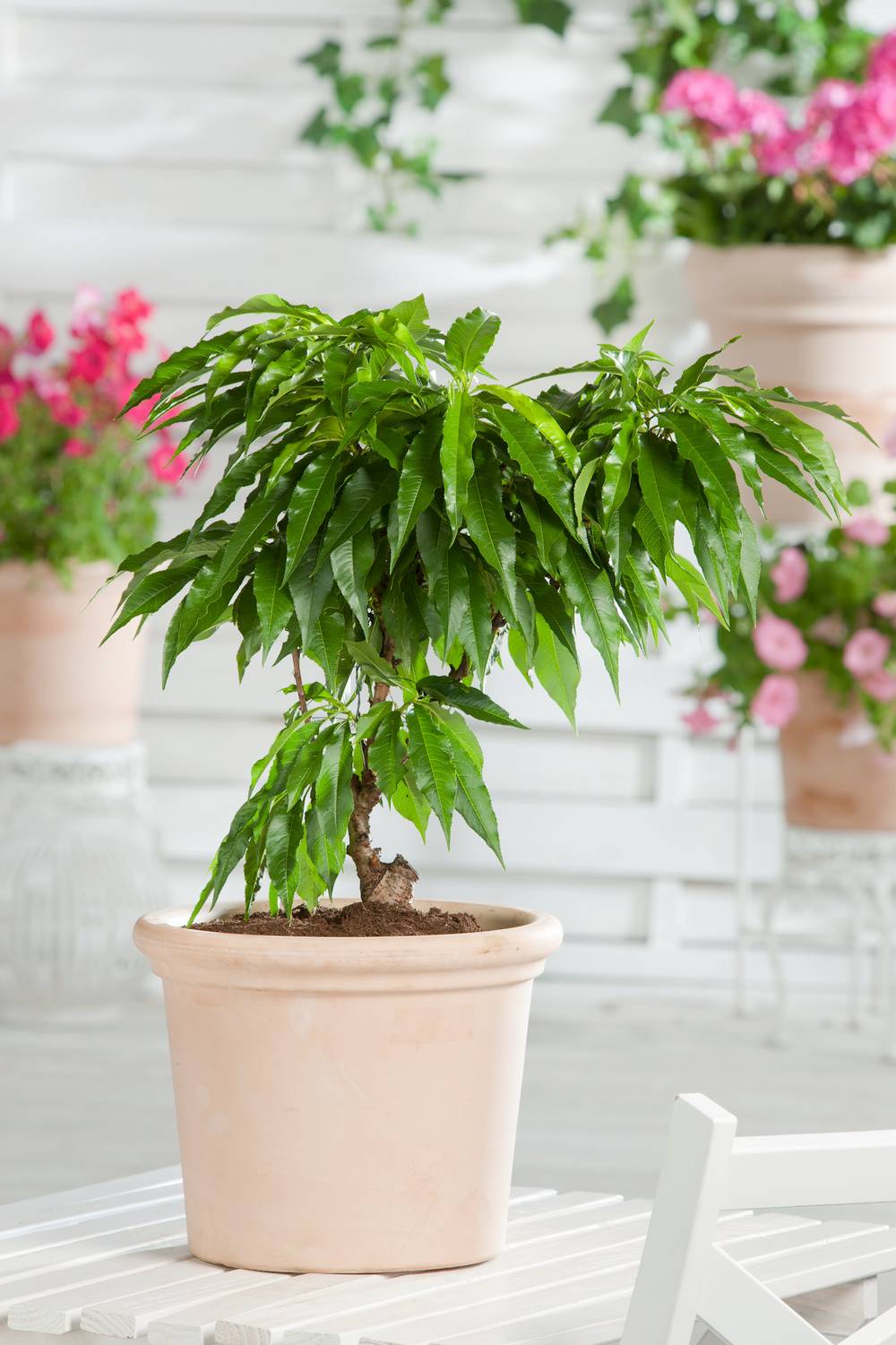 Abricotier nain 'Garden Aprigold'®