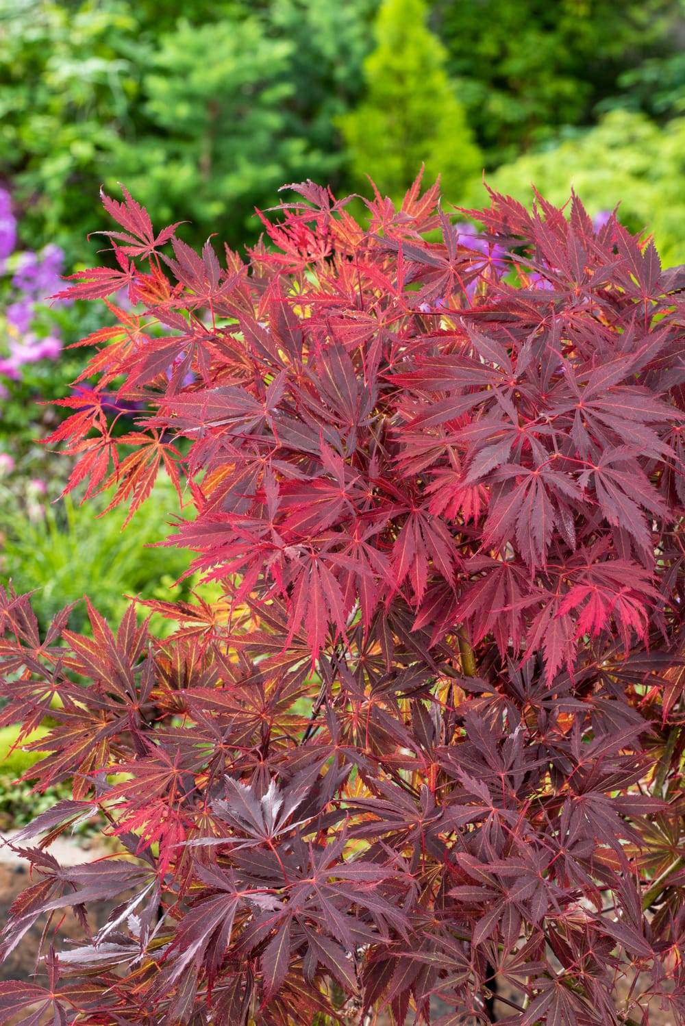 Acer palmatum 'Red Emperor' - Érable du Japon