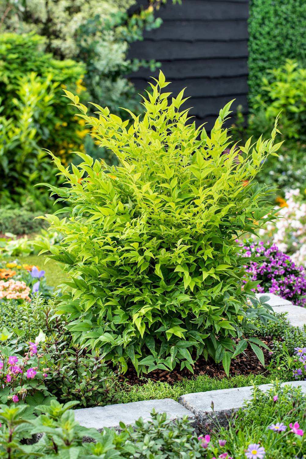 Nandina domestica 'Lemon and Lime' - Bambou sacré