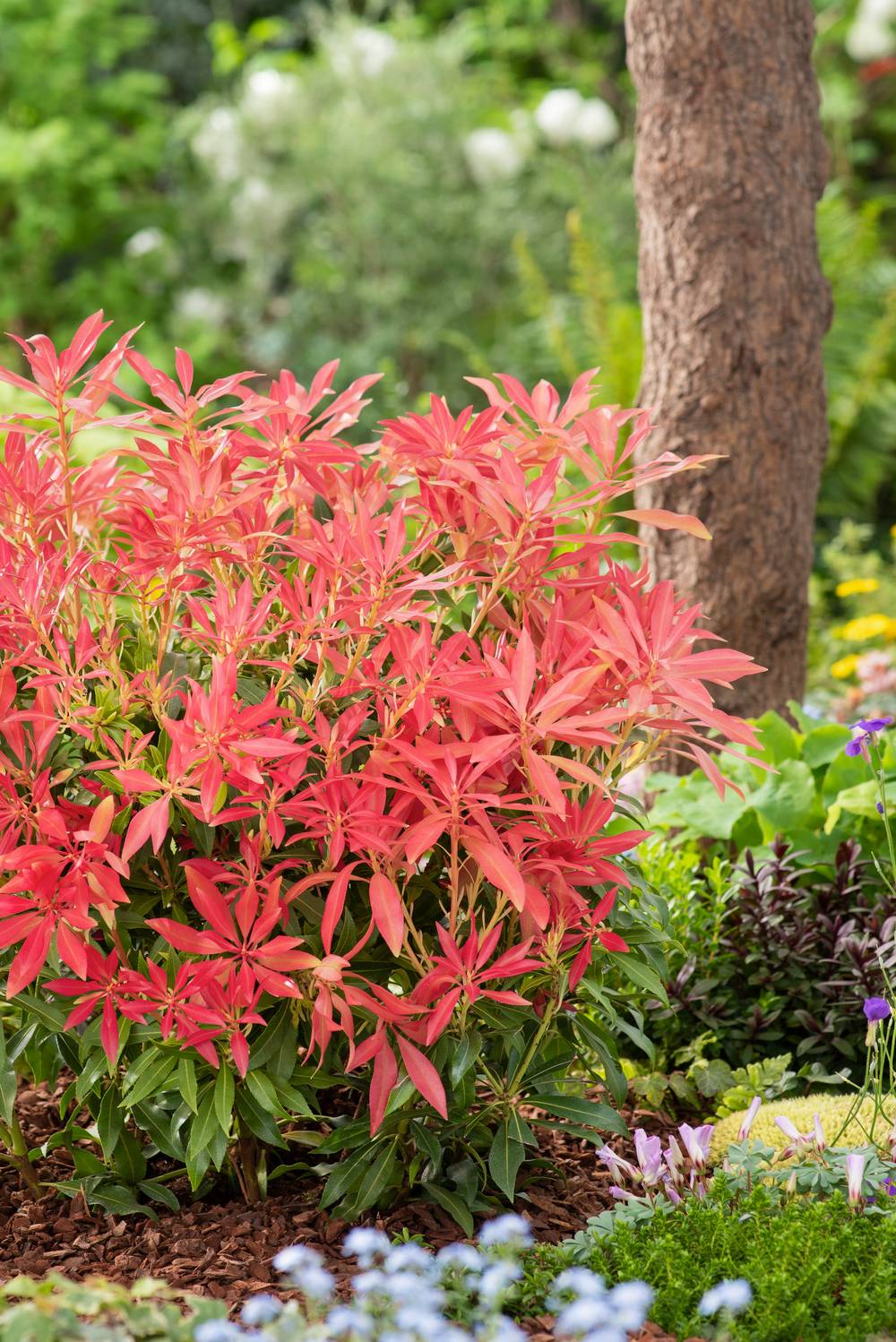 Pieris japonica 'Forest Flame' - Andromède du Japon