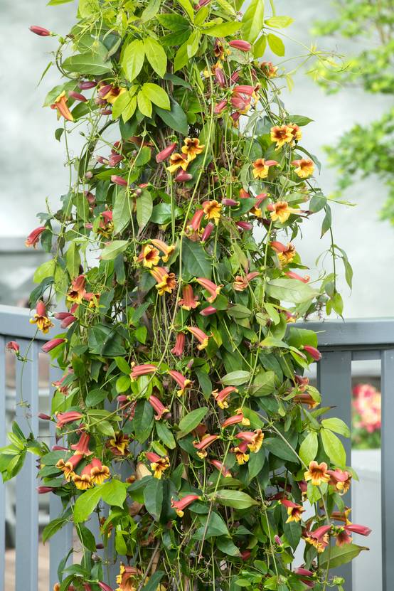 Bignonia capreolata 'Atrosanguinea' - Bigogne à vrilles