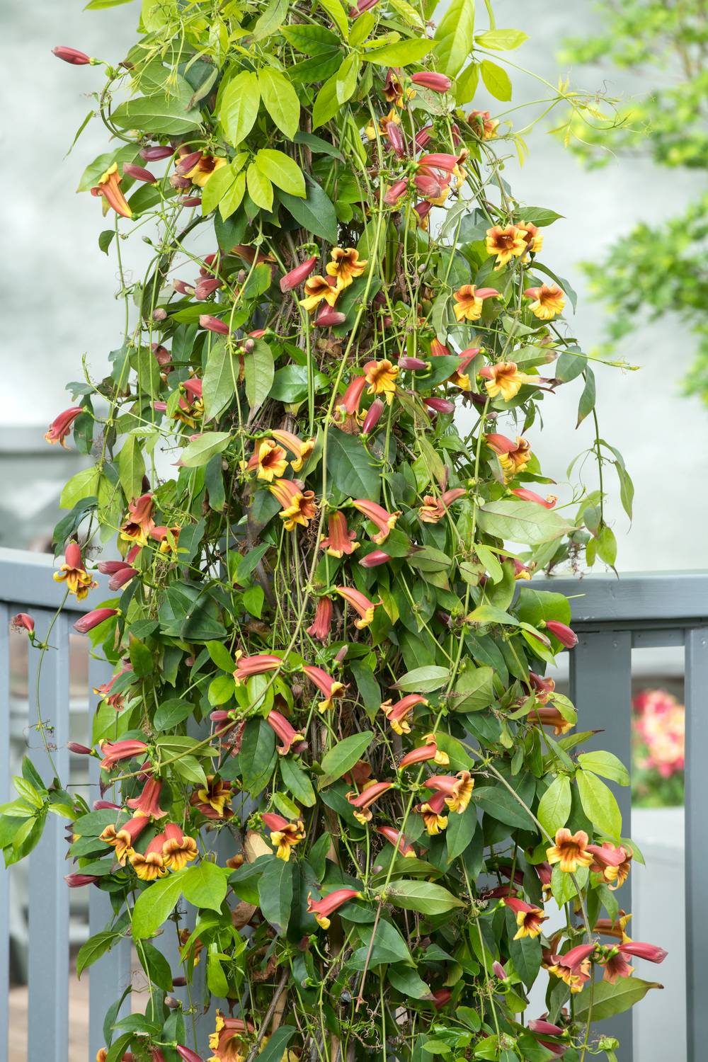 Bignonia capreolata 'Atrosanguinea' - Bigogne à vrilles