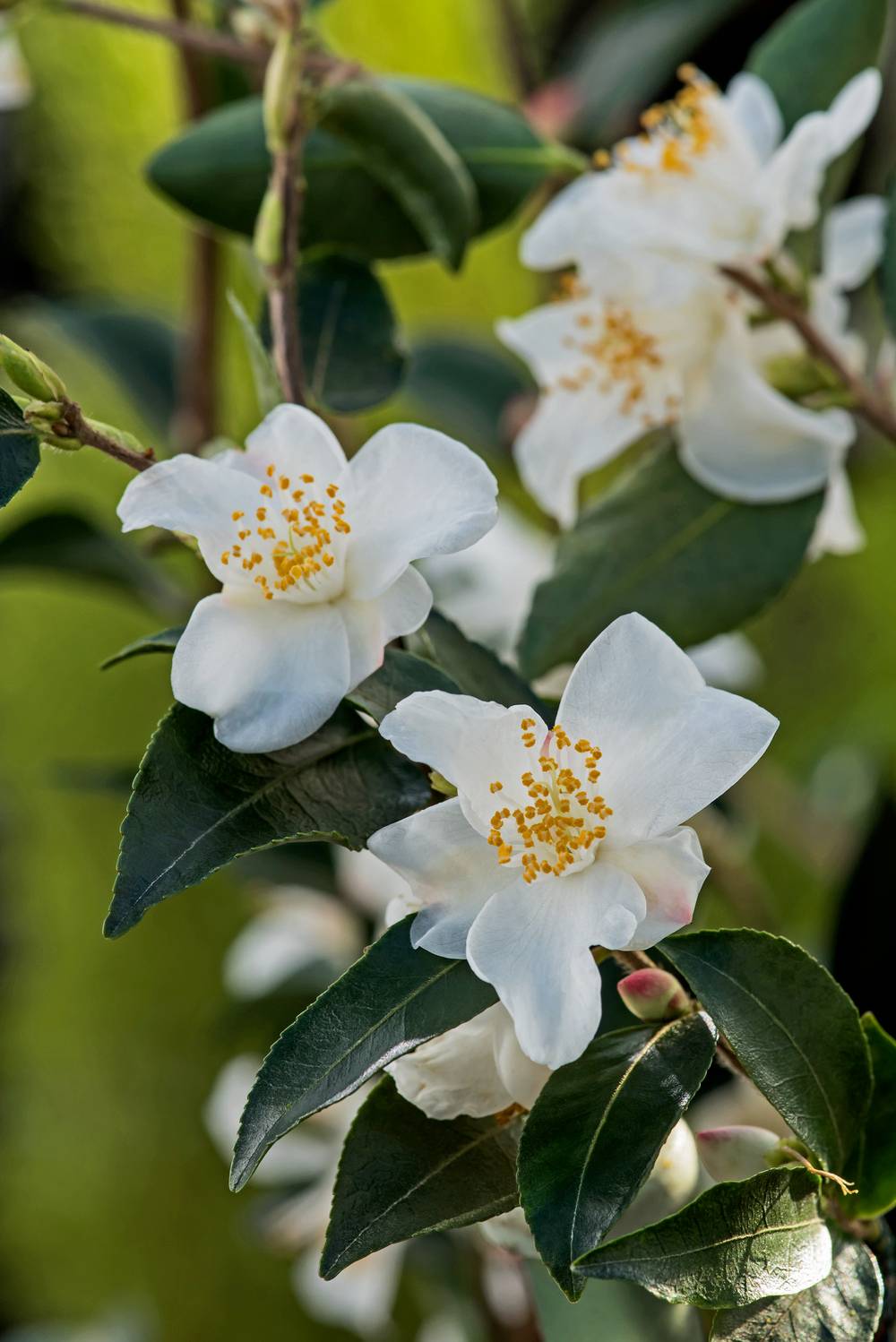 Camellia transnokoensis - Camélia de Noko