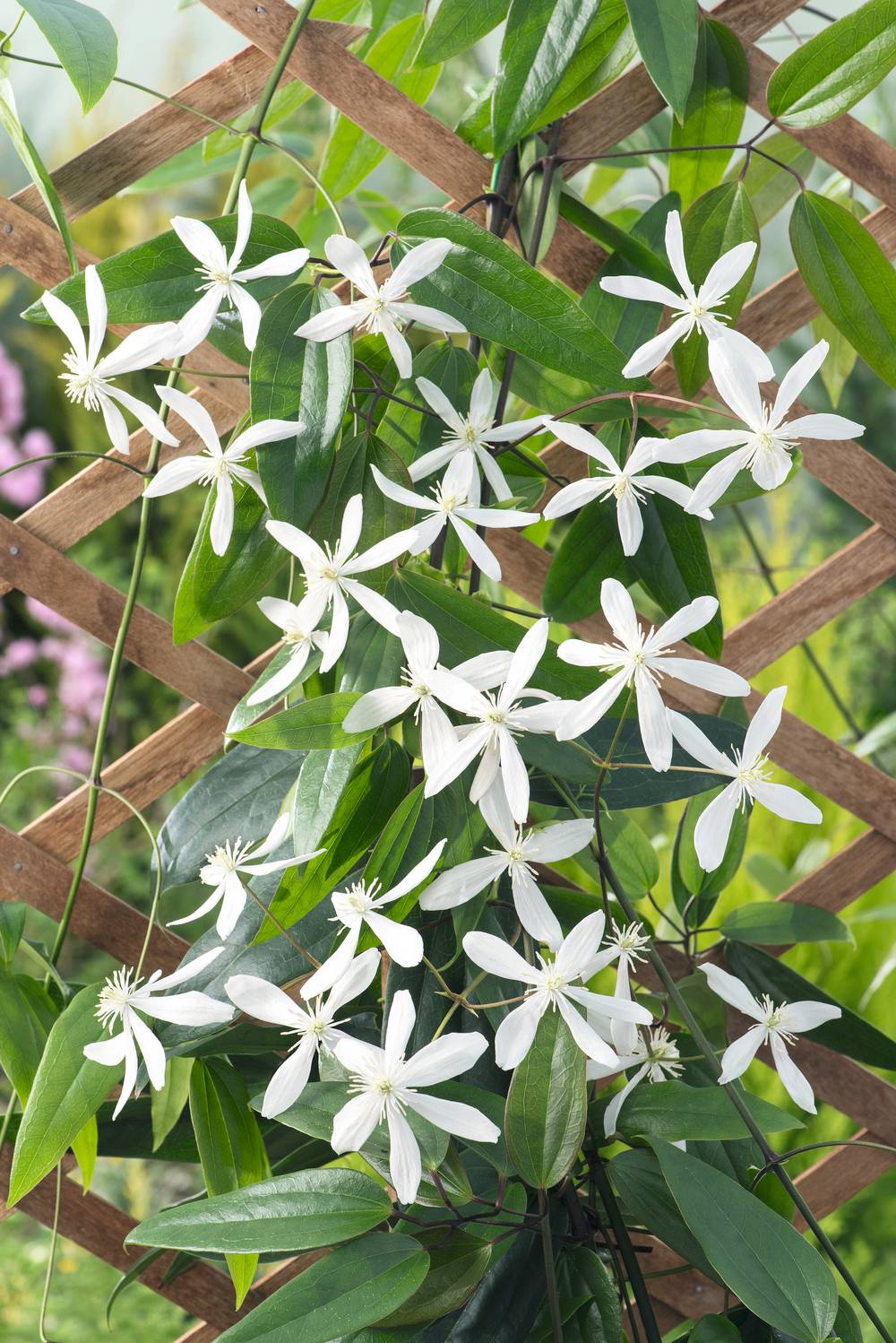 Clématite armandii - Clematis