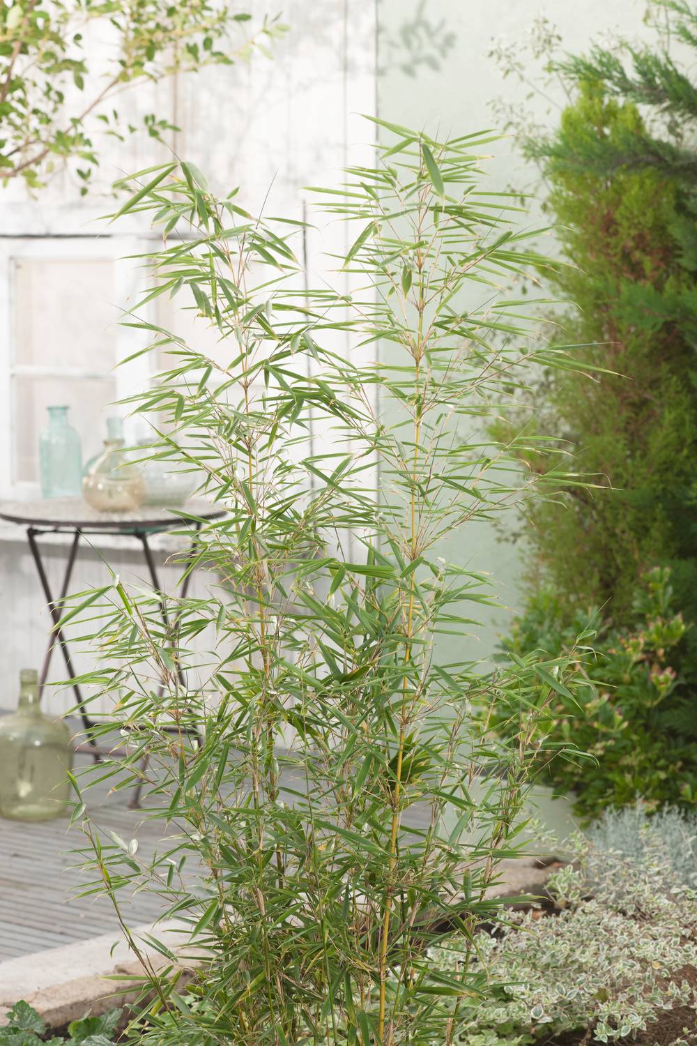 Fargesia robusta 'Campbell' - Bambou non traant - Pot de 12 litres -  Jardiland