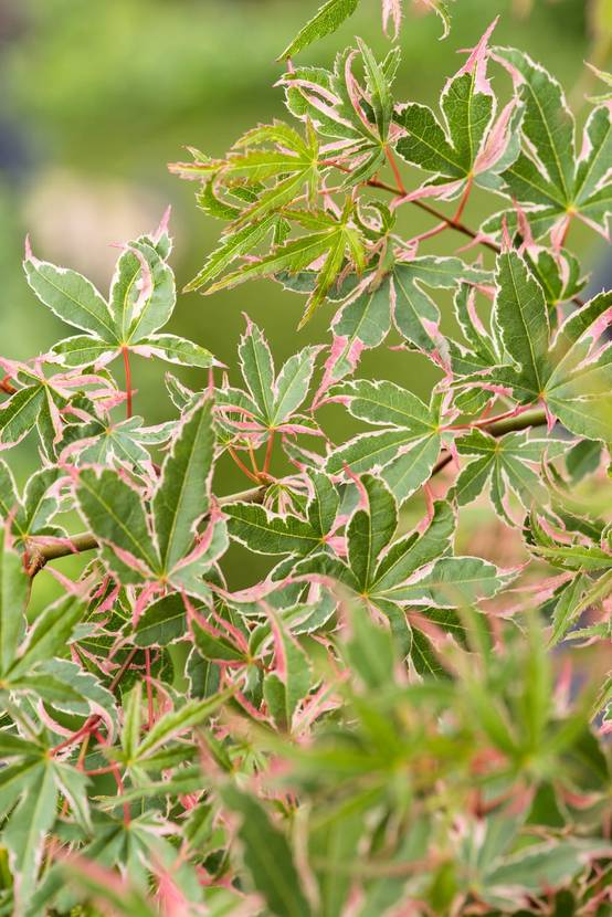 Acer palmatum 'Butterfly' - ECLOZ - Érable du Japon